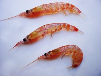 Minireken krill har blitt svært ettertraktet til bruk i produksjon av Omega-3. Bilde: Aker BioMarine