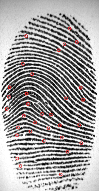 Bildet viser hvordan Guoqian Li kartlegger hvordan linjene i et fingeravtrykk smelter sammen, og skiller lag. Disse punktene er markert med rødt og gir langt større treffsikkerhet enn å bare å se på mønsteret linjene danner. Bilde:  NTNU