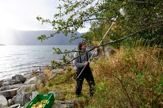 Egen "vingård": På familiegården i Luster vokser det ikke druer, men epler. Der finner Hellesnes både sjelefred og råstoff. Bilde: Marianne Stokke