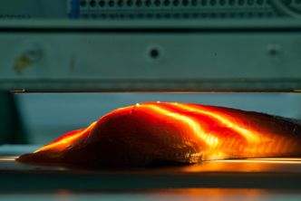 Rød fisk: Systemet kan like gjerne benyttes på rød fisk som laks og ørret som på hvitfisk, på bildet en laksefilet som blir målt.  Foto:  Nofima