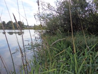Åkersvika naturreservat ligger i utkanten av sentrum av Hamar. Her et bilde fra forrige sommer. Foto: Nye Veier