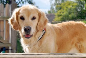 Kjæledegge: Hunden Wilda er med overalt og fungerer også som badevakt. Foto:  Privat