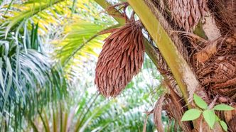 <p>Innen 2030 skal EU fase ut all bruk av palmeolje i transportsektoren.</p> Foto: Colourbox/tiverylucky
