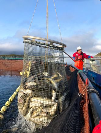Kombinerer: Fangstbasert akvakultur kombinerer det beste fra villfisknæringa og oppdrettsnæringa for å tilby markedet sprellfersk kvalitetstorsk utenom vintersesongen. Foto:  Egga Utvikling