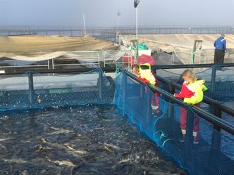 Utviklingen av mellomlagring har til nå vært hemmet av mangelen på et egnet vekstfôr.  Foto:  Egga Utvikling