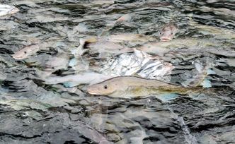 Til nå har man brukt sild og lodde som fôr. Torsken sluker det med stor appetitt, men dette blir for feit og ensidig kost. Foto:   Erik Jenssen