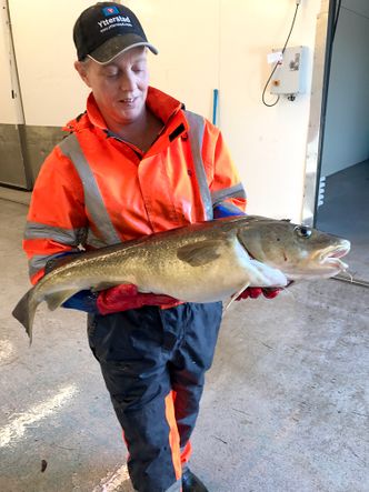 Fersk utenom sesong: En slik torsk får du normalt bare tak i mellom januar- april. Resten av året blir det frossenfisk. Det kan fangstbasert akvakultur gjøre noe med.  Foto:  Egga Utvikling