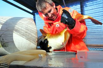 Femte generasjon: Ryktene om oppdrettstorskens død er betydelig overdrevet. Her stryker Håvard Hovland hos Havlandet Marin Yngel i Florø rogn for å starte femte generasjon med tam torsk.  Foto:  Eivind Hauge, HMY