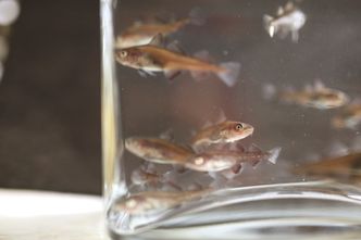 Tidlig skjeggvekst: Torskeyngelen hos HMY i Florø fotografert i høst, bare noen uker gamle. Skjeggveksten kommer tidlig. Foto:  Eivind Hauge, HMY