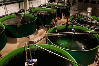 Røkting av torskeyngel ved Havlandet Marin Yngel. Det viser seg at den vokser raskest under stabile forhold på land. Foto:  Eivind Hauge, HMY