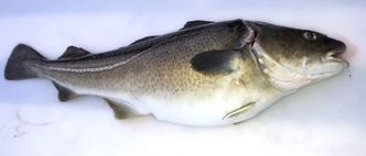 Vellykket test: Oppdrettstorsken har markert mindre finner enn sin vandrende ville slektning, men kjøttfylden er det ingenting å si på. Foto:  Namdal Seafood