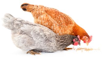 Dyrefôr er et enormt marked internasjonalt. Foto: Shutterstock