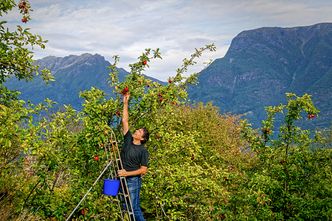 Ikke bare øl og vin: Hellesnes er også opptatt av å lage cider og henter epler fra egen gård. Foto:  Pål Hellesnes