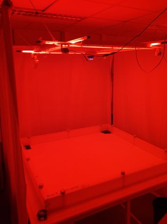 Natt: Skjeggkre er mest aktive om natten og i spesiell belysning kan man observere dem best. Foto:  Folkehelseinstituttet