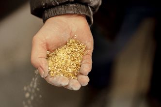 Korn som er spiret og deretter tørket, kalles malt. Dette er en av de viktigste ingrediensene i ølbrygging. Foto: Paal Kvamme
