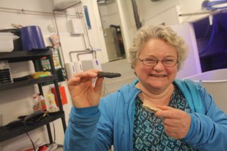 Margareth Kjerstad med tørkede eksemplar av hvit og svart sjøpølse. Den hvite er den norske. Bilde:  Arne Fenstad