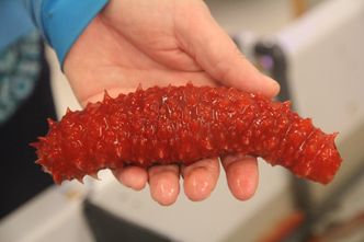 Tagger og tydelig farge er etterspurt på sjøpølsemarkedet. Foto:  Arne Fenstad