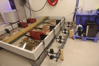 Testanlegget for sjøpølseoppdrett i Ålesund. Foto:  Arne Fenstad