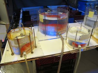 Slik så det ut da de fikk sjøpølsene til å gyte. Foto:  møreforsking