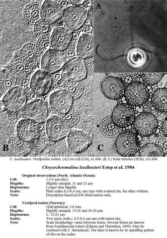 Dette er trolig algen som dreper fisk i Nord-Norge. Foto:  Niva