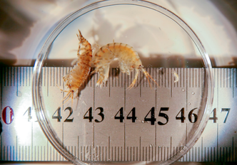 Gammaridene er rundt 2,5 centimeter lange og har et naturlig innhold av Omega 3-fettsyrer. Det gjør rekene godt egnet som fôrbestandel for fiskeindustrien. Foto:  Sintef