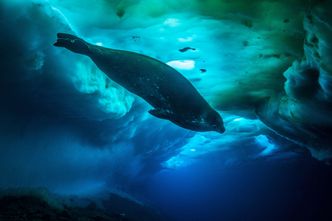 Fra undersiden: Ikke alle jobbene, som denne under isen i Antarktis, krevde droner. Her var det bedre med dykkerutstyr Foto: Espen Rekdal