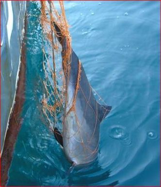 Denne nisen ble tatt i garn i Svartehavet. Foto:  Foto