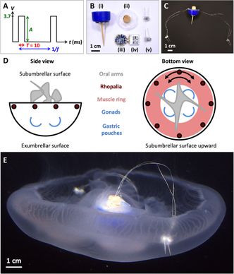 Her ser vi komponentene som huses i korken, og hvordan den blir implantert i en manet. Illustrasjonsfoto:  Nicole Xu/Stanford, John Dabiri/Caltech, Rebecca Konte/Caltech