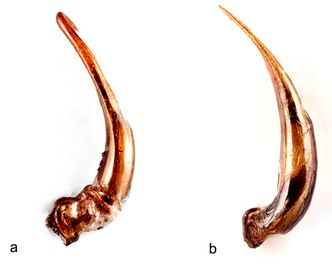 Butt eller spiss? Naturen er smart: Poenget er å hindre at nærstående arter parer seg med hverandre. Foto: A. Staverløkk/Gemini