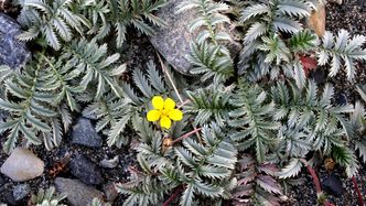 Gåsemure. Planten som skulle vise seg å være vertsplante for den nye billarten. Foto: Åslaug Viken/Gemini