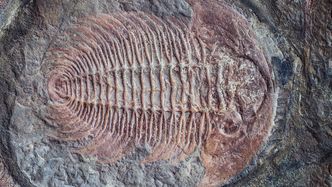Et eksempel på sakte evolusjon er trilobittene. De endret seg lite gjennom millioner av år. Foto: Iulia Nemchinova, Colourbox.com