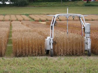 For å få gode nærbilder bruker forskerne roboten Thorvald, som ruller gjennom forsøksfeltet og tar bilder kontinuerlig. Foto: Janne Karin Brodin/NMBU