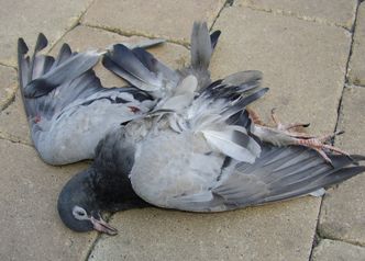 Eksempel på pakketap, ifølge Wikipedia. Foto: Kulmalukko