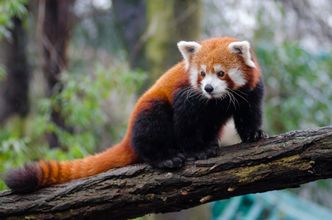 Navnet Firefox kommer fra et kallenavn på rødpanda. Foto:  Mathias Appel, CC10 public domain
