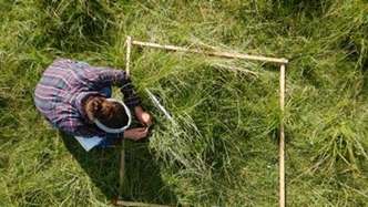 Forsker jakter på arter i tidevanssump. Foto:  Line Andersen