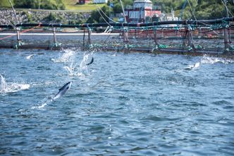 Fôret er en av de viktigste faktorene for tilvekst. Foto: Lerøy Seafood Group