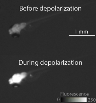 Her ser vi hvordan lyset sprer seg i hjernen til en fem dager gammel larve – når den blir utsatt for varme. Foto:  Petter Hall