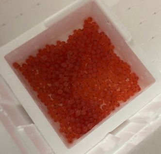 Fiskeegg. Foto: Alexander Fiedler/NTNU