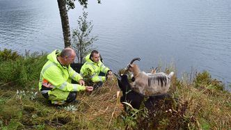 Byggeleder Skule Jacobsen i fylkeskommunen og geitbonde Bjørge Eikelund på befaring på Kolven to dagar etter at geitene startet på oppdraget. Foto:  Birthe Johanne Finstad/Vestland fylkeskommune