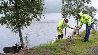 Geitene er sosiale dyr, og de setter pris på at eier og byggeleder har tatt turen for å hilse på. De snur likevel straks de kommer opp til grensen og hører lydsignalet. Foto:  Birthe Johanne Finstad/Vestland fylkeskommune