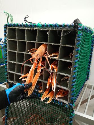 Hang in there. Denne krabaten har det bra – i alle fall til den havner i gryta som delikatesse for kresne ganer. Foto:  Ove Andreas Mandal/Gemini.no