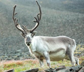 Svalbardreinen bruker ikke den indre klokken om sommeren. Foto: Vebjørn J. Melum/UiT