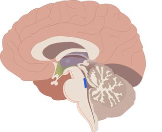 «Den blå flekken» – Locus coeruleus – er et lite organ som befinner seg i hjernestammen. Organet spiller en viktig rolle når vi skal fokusere på å løse oppgaver Foto: Shutterstock/NTB og Nina Tveter/NTNU