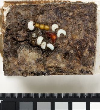 En klase med perler i glass og rav ble funnet samlet inne i gravkammeret. De har trolig hengt på en snor. Foto:  Kulturhistorisk museum/UiO