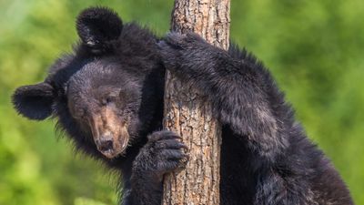 Forskergruppen fant ut at menneskenes bruk av antibiotika også påvirket bjørnenes bakterier og deres motstandsdyktighet.