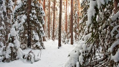 Bilde av skog etter snøfall. Ap- og Sp-regjeringen vil ha økt bruk og produksjon av avansert biodrivstoff. Det betyr at drivstoffet vil bli laget av trevirke eller avfall.