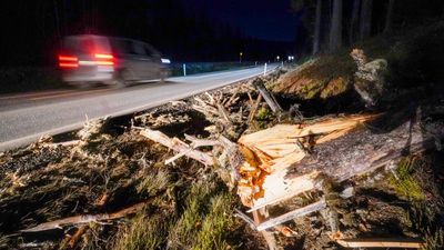 Et tre har blåst over ende ved Flesberg.