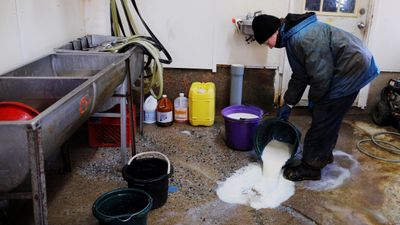 Melkebonde Laura Stone i USA heller dagens produksjon av melk ut på gulvet.