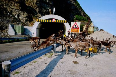 Illustrasjonsfoto: Reinsdyr ved tunnel på E69, Skarvbergtunnelen på veg til Nordkapp: Reinsdyr krysser vegen i store flokker på sitt sommerbeite. Foto: Berit Keilen, Scanpix