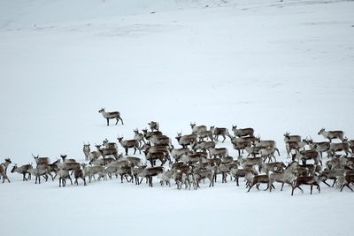 Det er ikke faren for påkjørsel som gjør at veien stenges, men frykten for at reinsdyrene skal bli skremt av biltrafikken.  Foto: © Ove Bergersen/Samfoto
